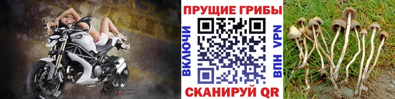 Купить где Железноводск Галлюциногенные грибы Cubensis